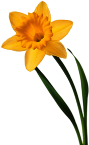 Single Daffodil