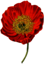 Red Poppy