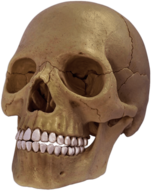Cranium Model
