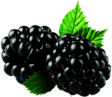 Blackberries Duo