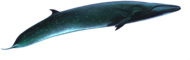Sei Whale