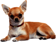 Chihuahua Lying Down
