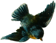 Vintage Bird Drawing