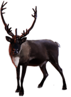 Reindeer (Caribou) Front View