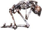 Skeleton on Its Knees
