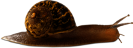 Snail Long