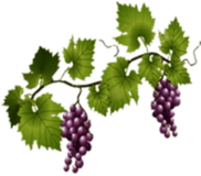 Grapes on Vine