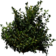 Holly Bush