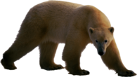 Polar Bear Walking