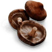 Mushroom Shiitake