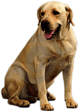 Golden Retriever Dog