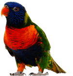 Walking Small Parrot