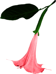 Datura