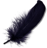Purple Feather
