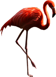 Flamingo Standing Right