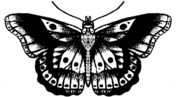 Vintage Butterfly Tattoo