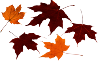 Autumn Leaves Group