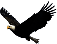 Flying Eagle