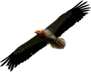 Egyptian Vulture Flying