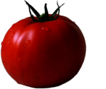 Tomato