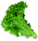 Lettuce Leaf