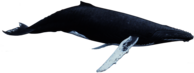 Humpback Whale