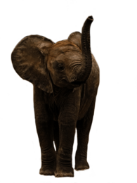 Small Elephant