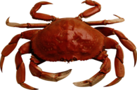 Crab Orange