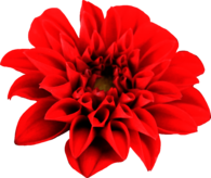 Dahlia Open