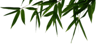 Bamboo Header