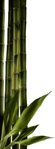 Bamboo Left Side