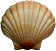 Sea Shell