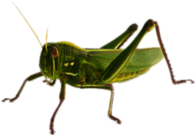 Green Grasshopper