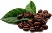 Coffee Beans Leaves
