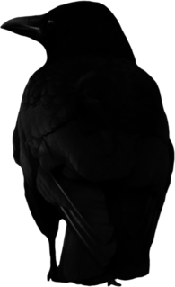 Crow Large Back