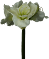 White Amaryllis