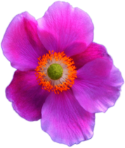Dark Pink Anemone