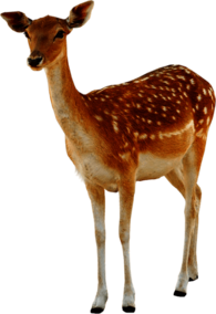 Deer Female