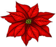Single Poinsettia