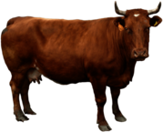 Brown Cow