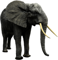 Elephant Looking Right