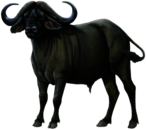 Buffalo Drawing
