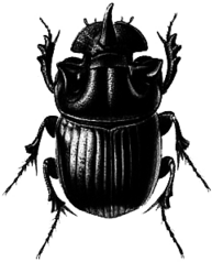 Beetle Black Illustration