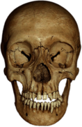 Cranium Front View