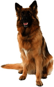 German Shepherd Dog