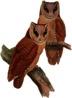 Owls Sitting on A Branch