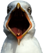 Seagull Open Beak