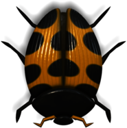 Ladybug Orange and Black