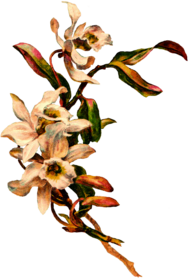 Victorian Vintage Flowers