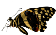 Butterfly Sideview
